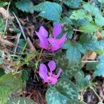 Cyclamen purpurascens Агульны выгляд