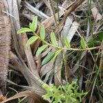 Angraecum mauritianum Habitat