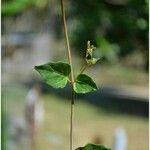 Boerhavia erecta Leaf