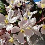 Clematis montanaFlower