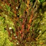 Salicornia perennis Агульны выгляд