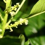 Claoxylon parviflorum Flower