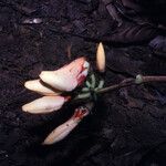 Erythrina fusca Çiçek