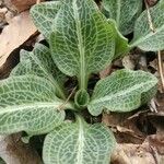 Goodyera pubescens Blatt