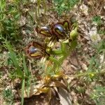 Ophrys speculum Natur