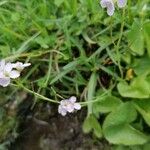 Cardamine raphanifolia Çiçek