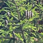 Picea orientalis Fruit