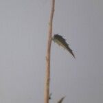 Carthamus arborescens Hoja