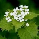 Alliaria petiolata Blad