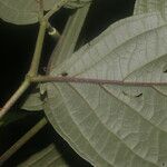 Piper curvipilum পাতা