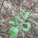 Eupatorium serotinum عادت داشتن