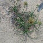 Cyperus capitatus Hàbitat