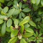 Rhododendron aureum Leaf