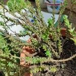 Sedum moranense Leaf