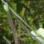 Ampelocissus barbata Habitus