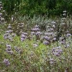 Salvia leucophylla आदत