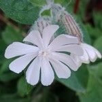 Silene latifolia Flors