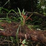 Aechmea pubescens Hábito