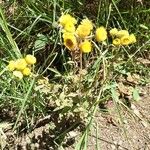 Helichrysum foetidum Habitus