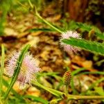 Mimosa pudicaCvet