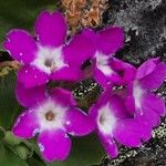 Primula hirsuta Žiedas