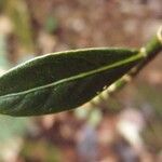 Chassalia gaertneroides Hoja