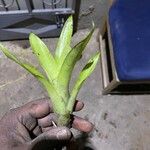 Aechmea caudata Blatt