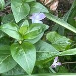 Vinca difformis Hábito