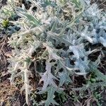 Cirsium vulgare Feuille