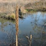 Elymus virginicus Habitus