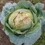 Brassica oleracea Folha