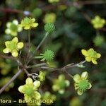 Ranunculus ophioglossifolius Mosusu