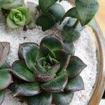 Echeveria purpusiorum Folha