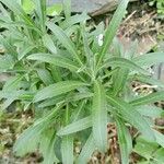 Erysimum cheiri ᱥᱟᱠᱟᱢ