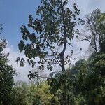 Macaranga indica Hábito
