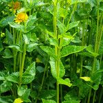 Heliopsis helianthoides Blatt