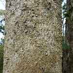 Cynometra ramiflora 樹皮