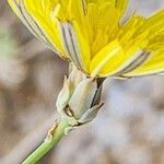 Launaea mucronata Flower