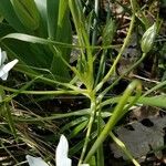 Ornithogalum umbellatum Habit