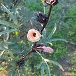 Hibiscus sabdariffa 花