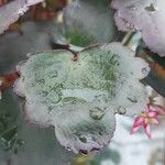 Saxifrage cortusifolia葉