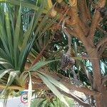 Pandanus utilis Frucht