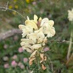 Pedicularis comosa Flor