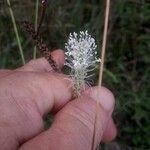 Plantago mediaFlower