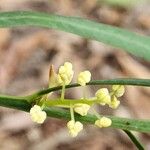 Acacia suaveolens Цветок