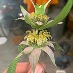 Monarda punctata Flower