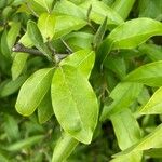 Elaeagnus multiflora Blad