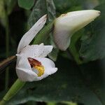 Maxillaria grandiflora Blodyn