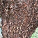 Erythrina abyssinica Bark