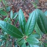 Rhododendron degronianum Blatt